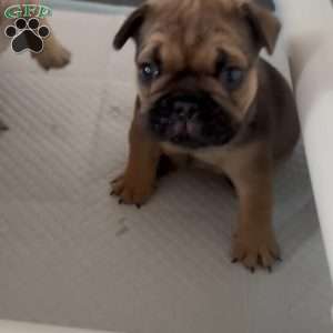Roman, French Bulldog Puppy